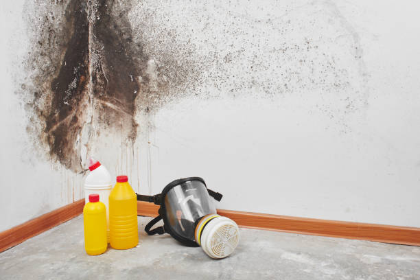Best Mold Testing  in Sylvester, GA