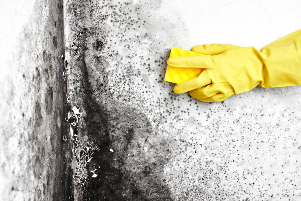 Professional Mold Removal in Sylvester, GA