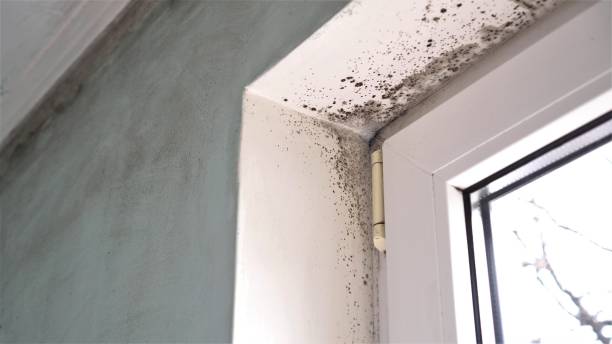 Best Attic Mold Removal  in Sylvester, GA