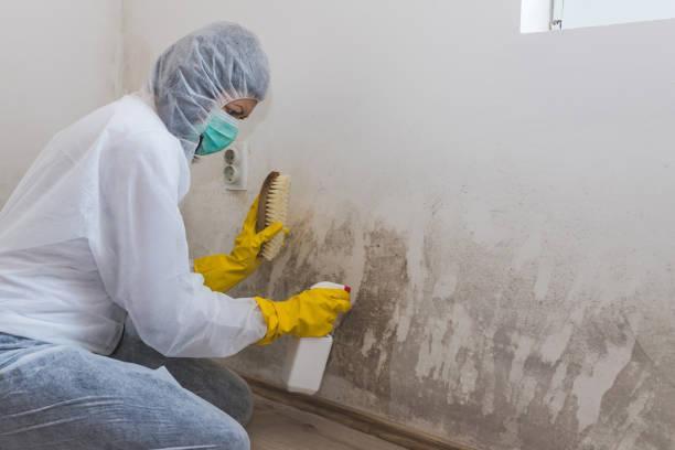Best Mold Cleaning Services  in Sylvester, GA