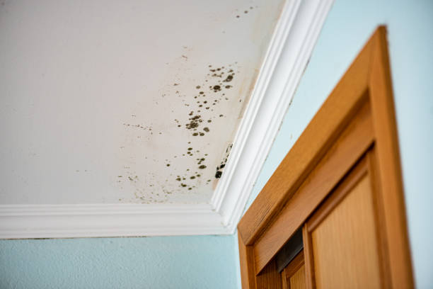 Best Mold Testing  in Sylvester, GA