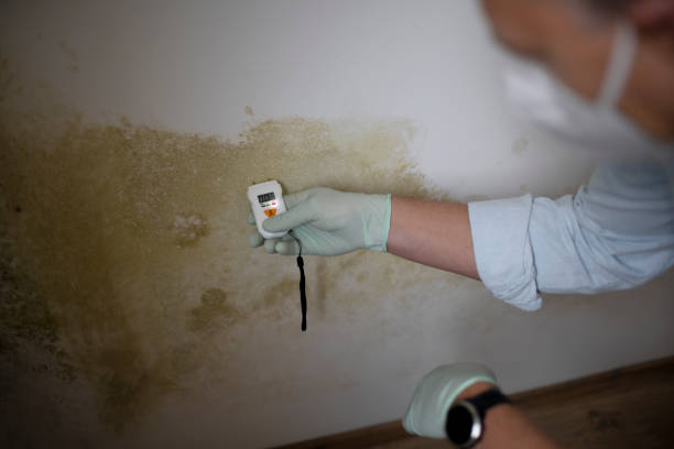 Best Residential Mold Removal  in Sylvester, GA