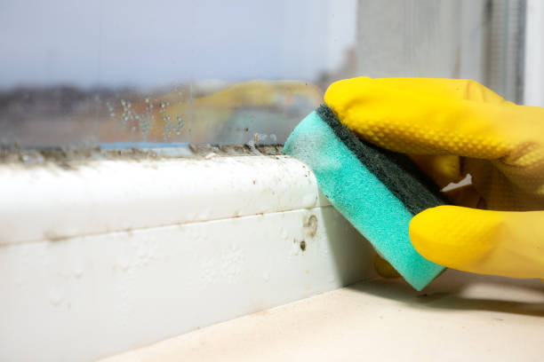 Best Certified Mold Removal  in Sylvester, GA