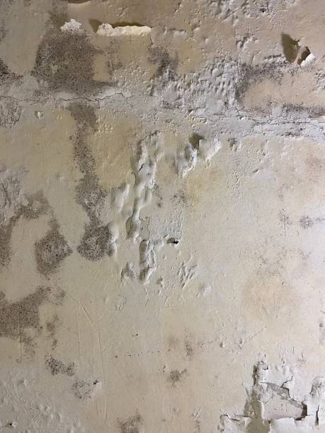 Best Mold Remediation  in Sylvester, GA