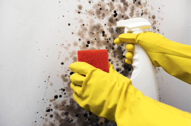 Best Local Mold Removal Service  in Sylvester, GA