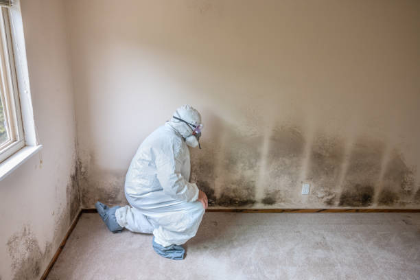 Crawl Space Mold Removal in Sylvester, GA