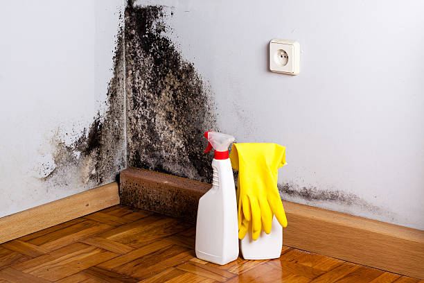 Best Certified Mold Removal  in Sylvester, GA