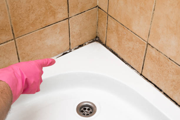 Best Attic Mold Removal  in Sylvester, GA